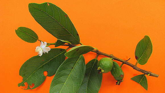 Image of Guinea guava