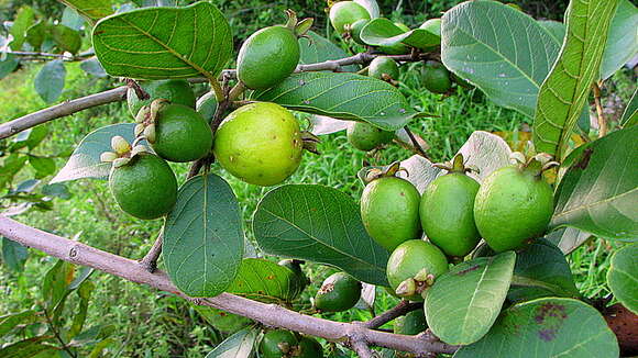 Image of Guinea guava