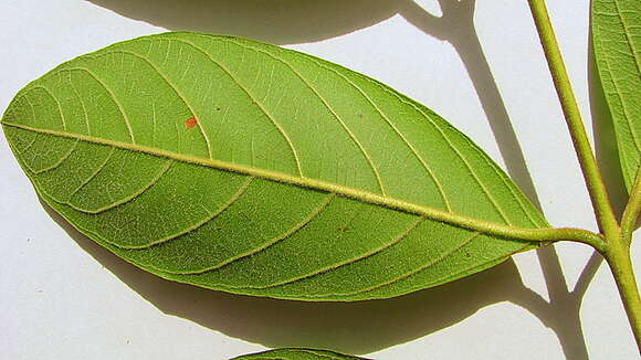 Image of Guinea guava