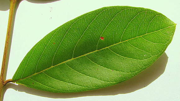 Image of Guinea guava