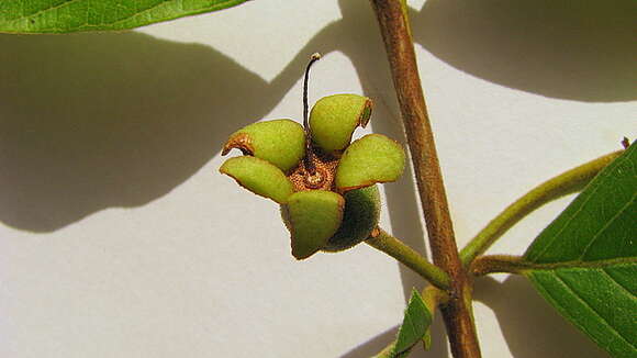 Image of Guinea guava