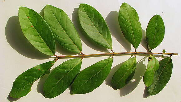 Image of Guinea guava