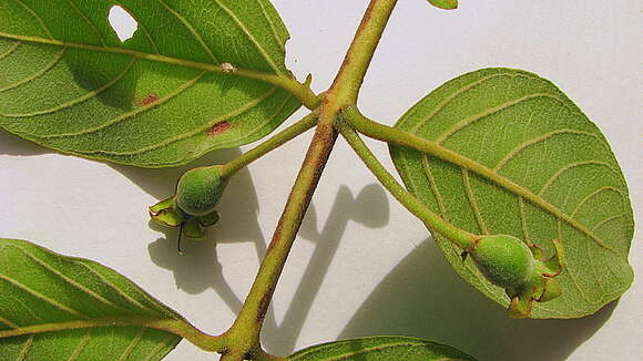 Image of Guinea guava