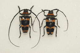 Image of Cereopsius quaestor (Newman 1842)