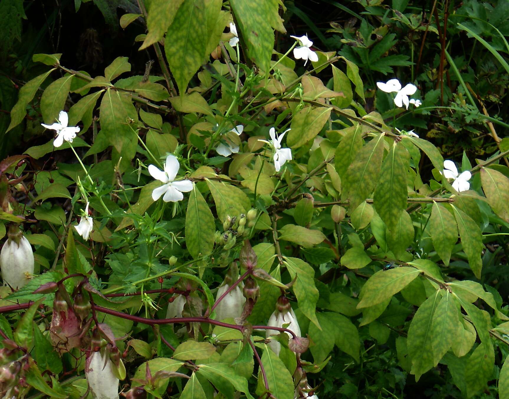 Image of Horned Pansy