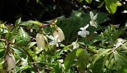 Image of Horned Pansy