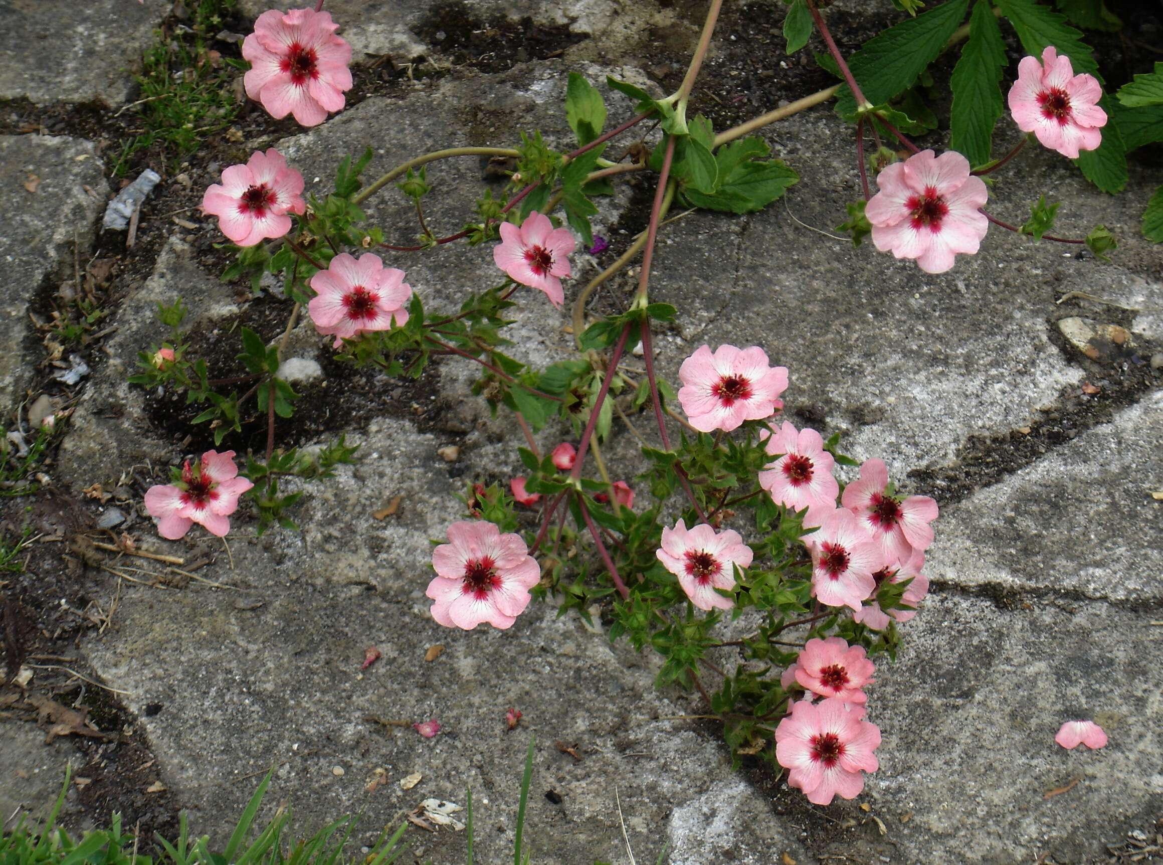 Image of silverweed