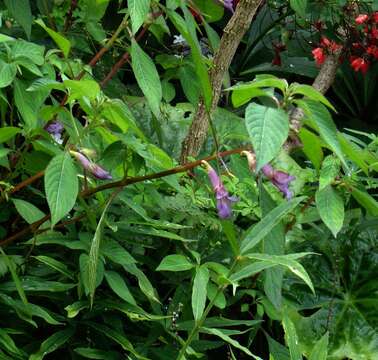 Image of Blue-flowered Impatiens