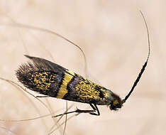 Image of Nemophora associatella Zeller 1839