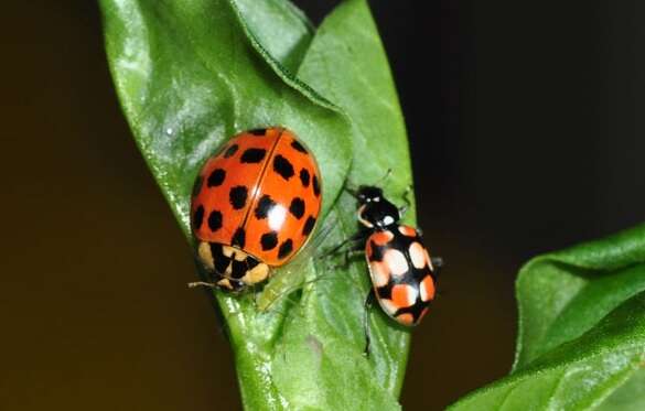 Image of Harmonia axyridis (Pallas 1773)