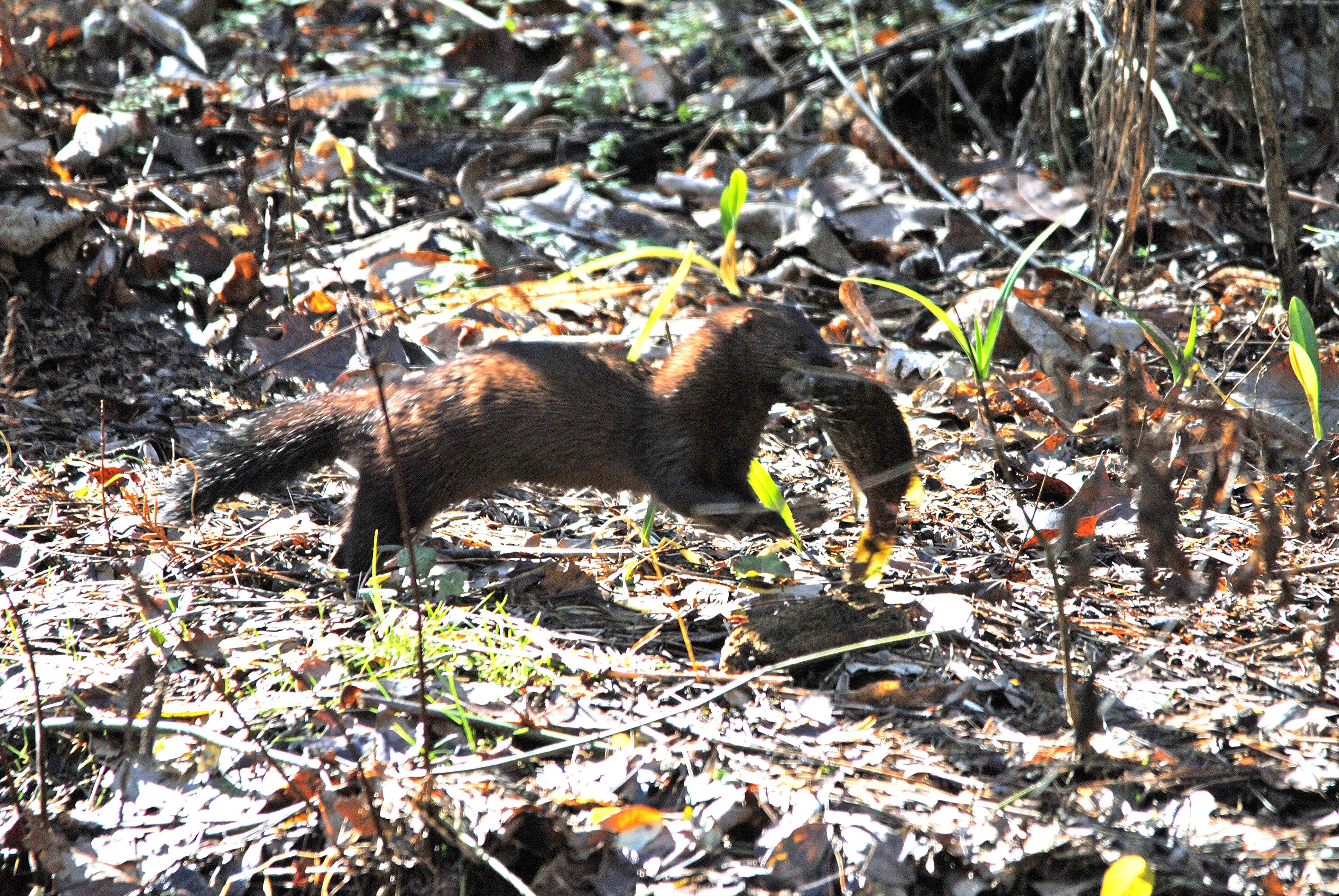 Image of American Mink