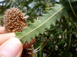 Image of Banksia hookeriana Meissn.