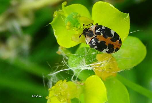 Anthrenus scrophulariae (Linnaeus 1758) resmi