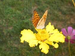 Image of High brown fritillary