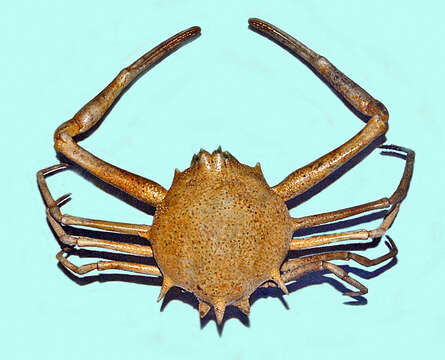 Image of fleeting purse crab