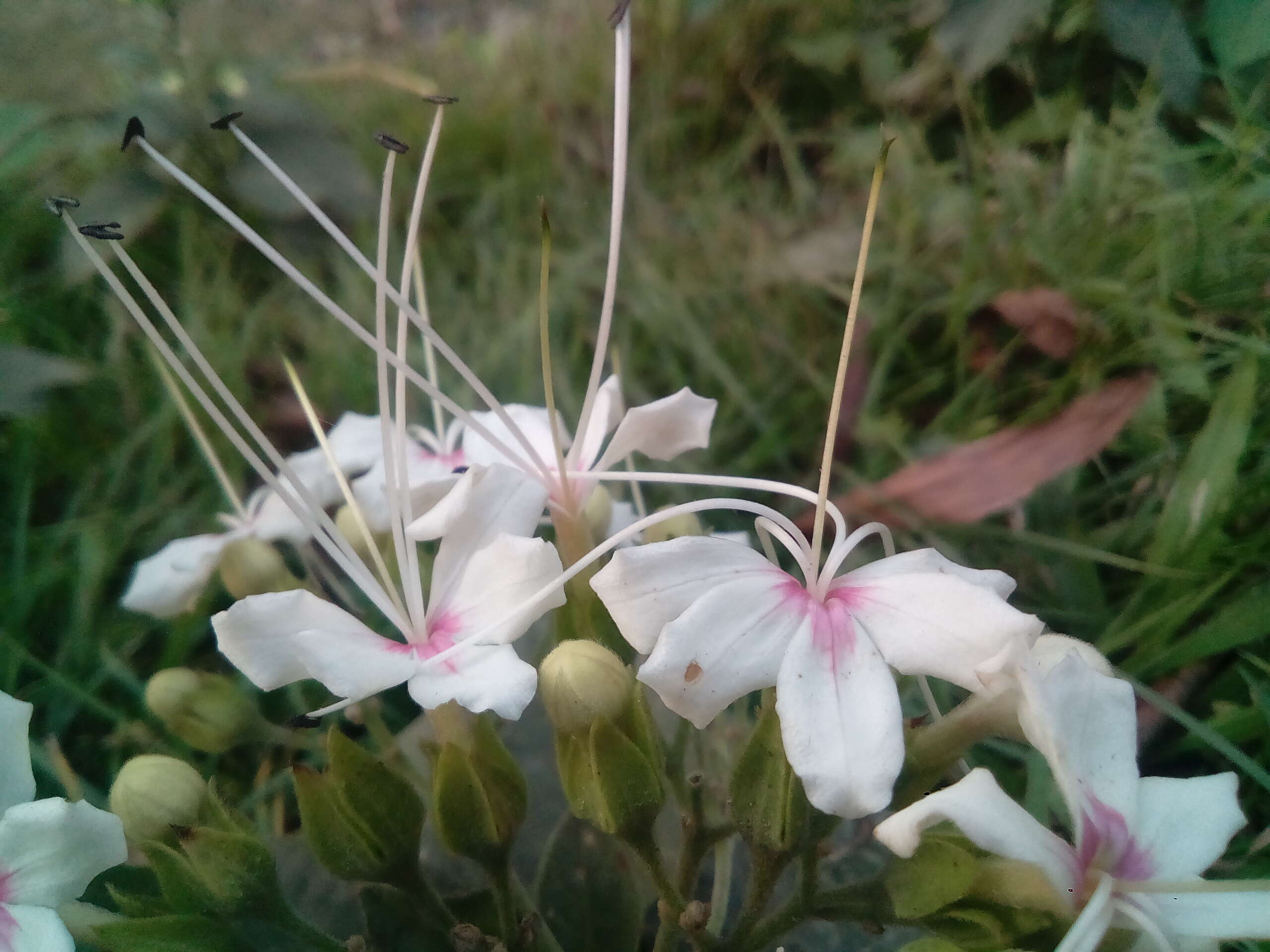 Image of Clerodendrum infortunatum L.