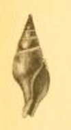 Image of Clavatula kraepelini (Strebel 1914)