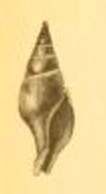 Image of Clavatula kraepelini (Strebel 1914)