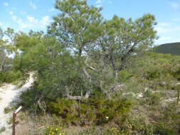 Image of Pine banksia