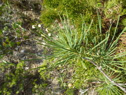 Image of Pine banksia