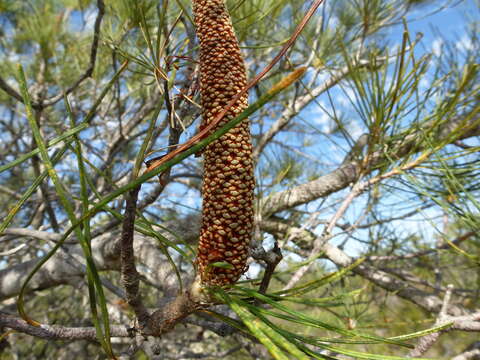 Imagem de Banksia tricuspis Meissn.