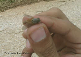 Image de Tabanus subsimilis Bellardi 1859