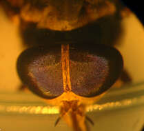 Image of Tabanus subsimilis Bellardi 1859