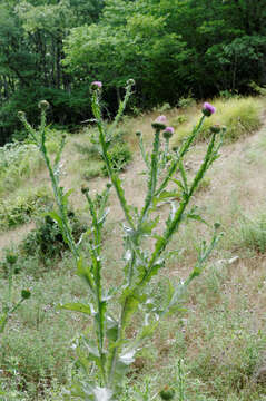 Image of Cotton Thistle