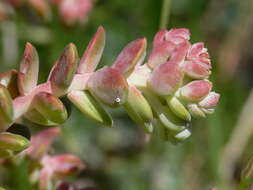 Plancia ëd Callophrys mossii bayensis