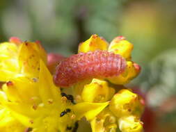 Plancia ëd Callophrys mossii bayensis