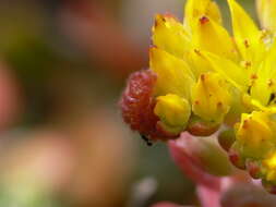 Plancia ëd Callophrys mossii bayensis