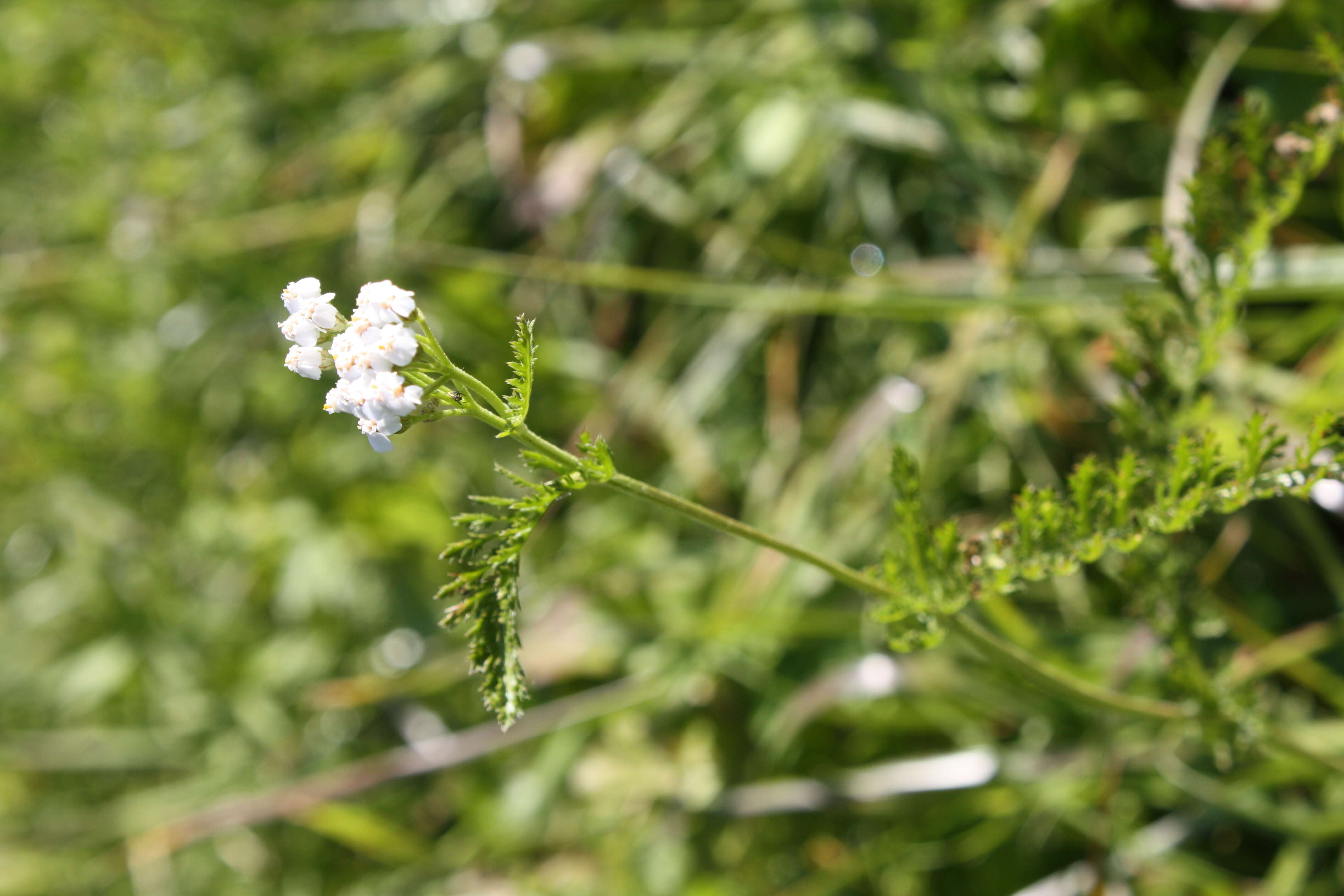 Sivun Achillea pratensis J. Saukel & R. Länger kuva