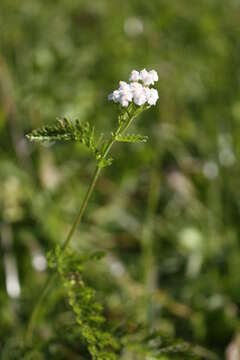 Image of Achillea pratensis J. Saukel & R. Länger