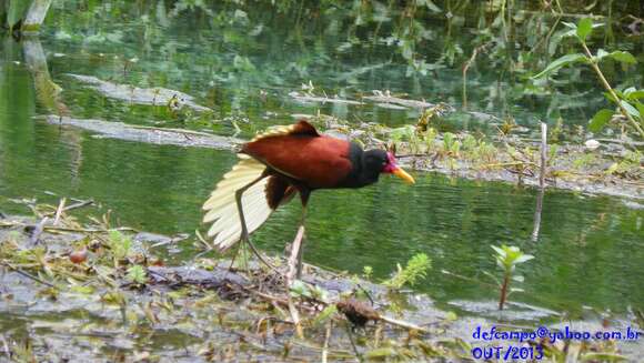 Image of Wattled Jacana