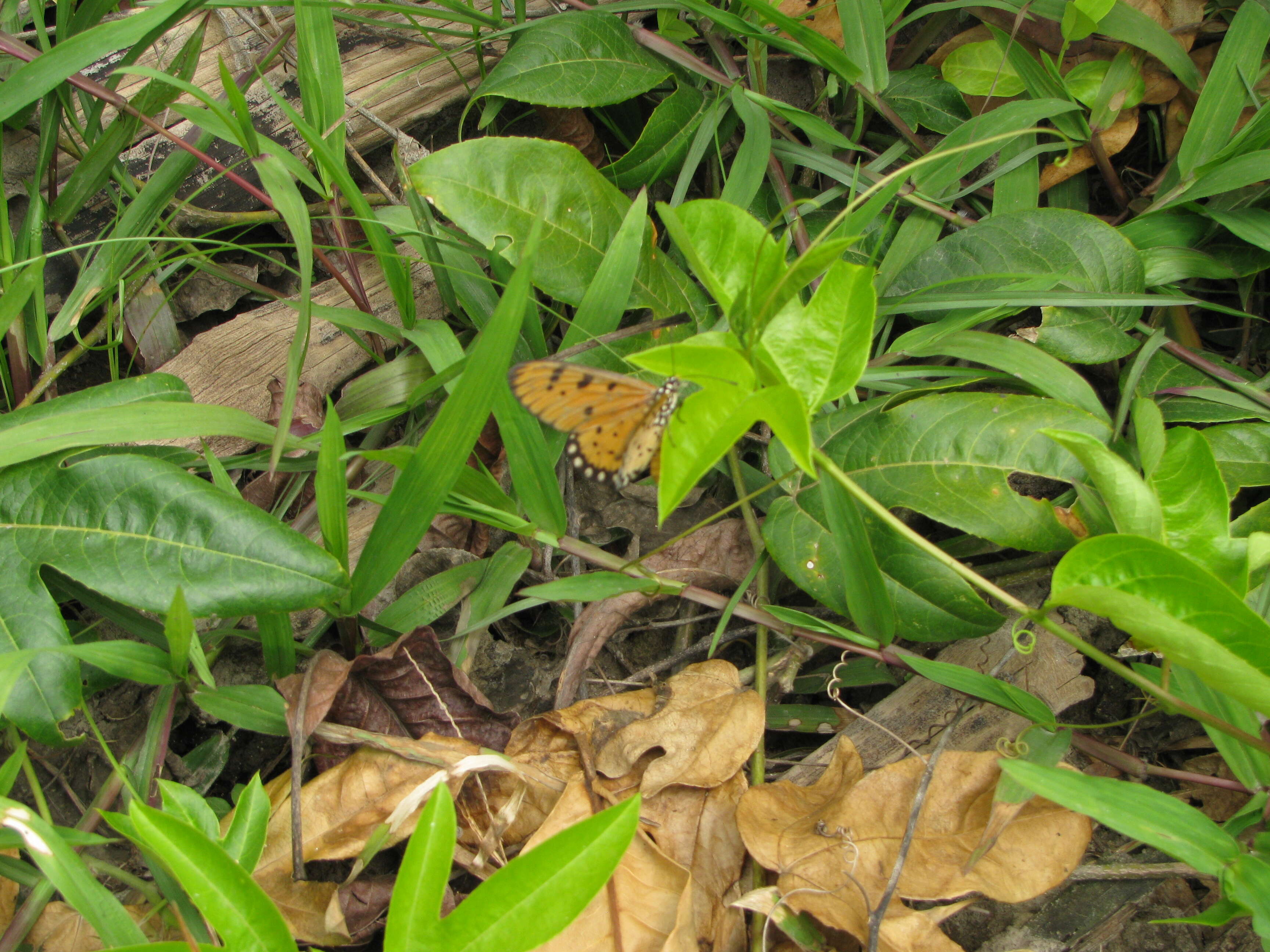 Image of Acraea terpsicore