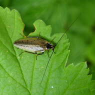 Image of dusky cockroach