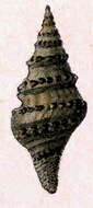 Image of Clavatula virgineus (Dillwyn 1817)
