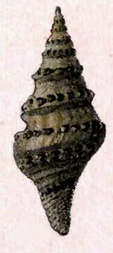 Image of Clavatula virgineus (Dillwyn 1817)