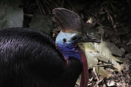 Image of Southern Cassowary