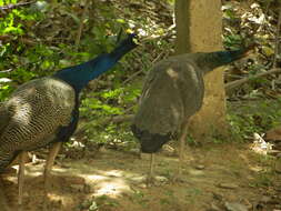 Image of Asiatic peafowl