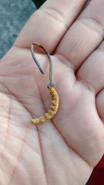 صورة Ophiocordyceps sinensis (Berk.) G. H. Sung, J. M. Sung, Hywel-Jones & Spatafora 2007