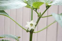 Image of cayenne pepper