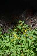 Plancia ëd Solidago albopilosa L. Braun