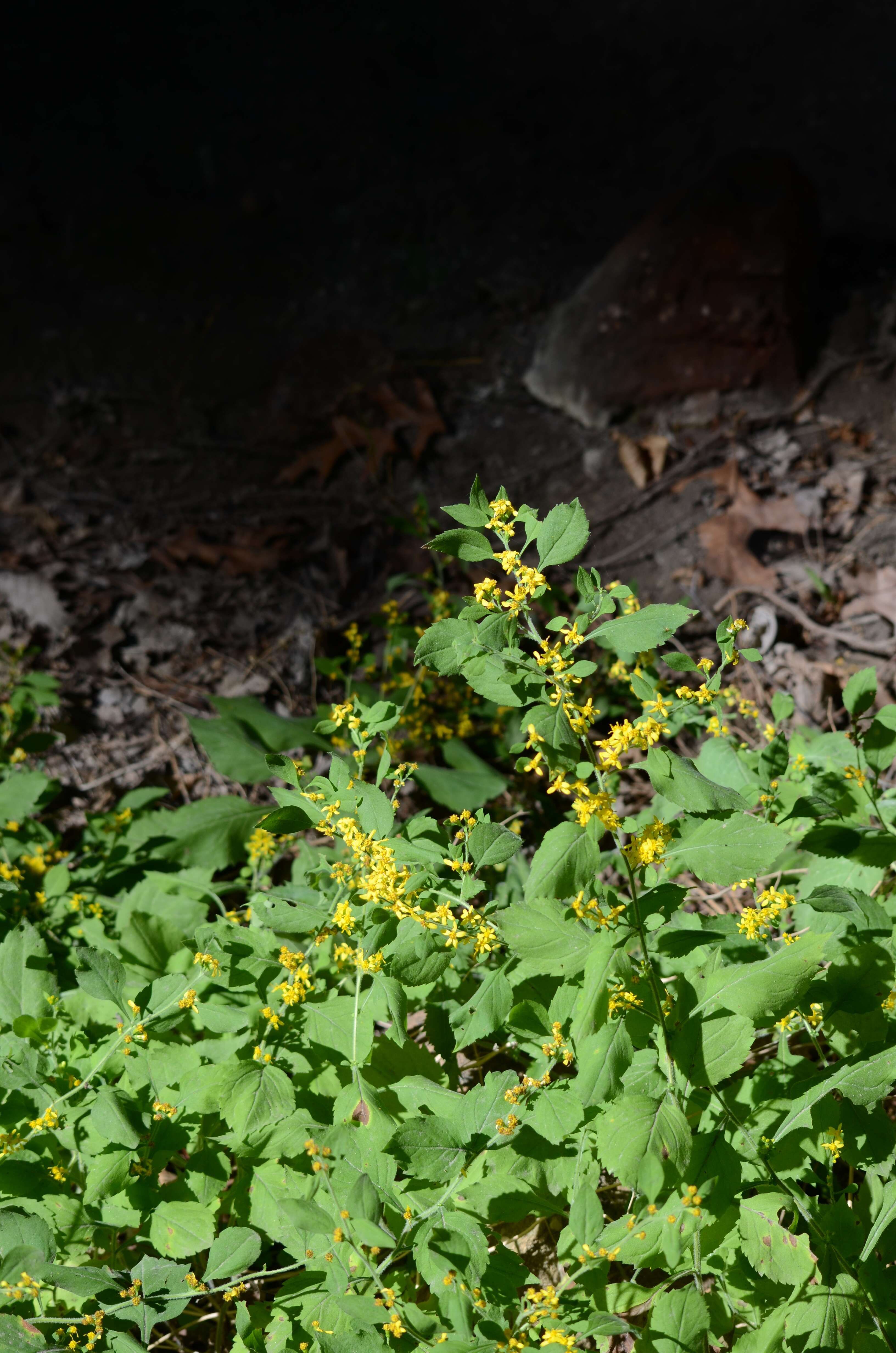 Image of whitehair goldenrod