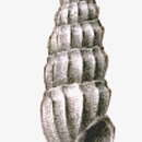 Image of Clionella aglaophanes (R. B. Watson 1882)