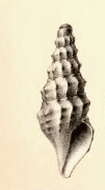 Image of Clathrodrillia lophoessa (R. B. Watson 1882)