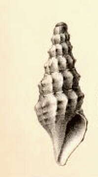 Clathrodrillia lophoessa (R. B. Watson 1882) resmi