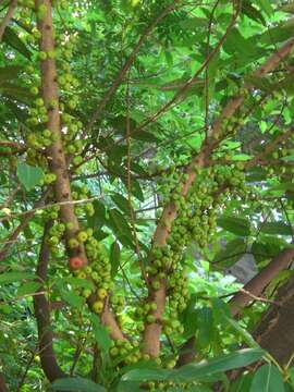 Image of Ficus variegata Bl.