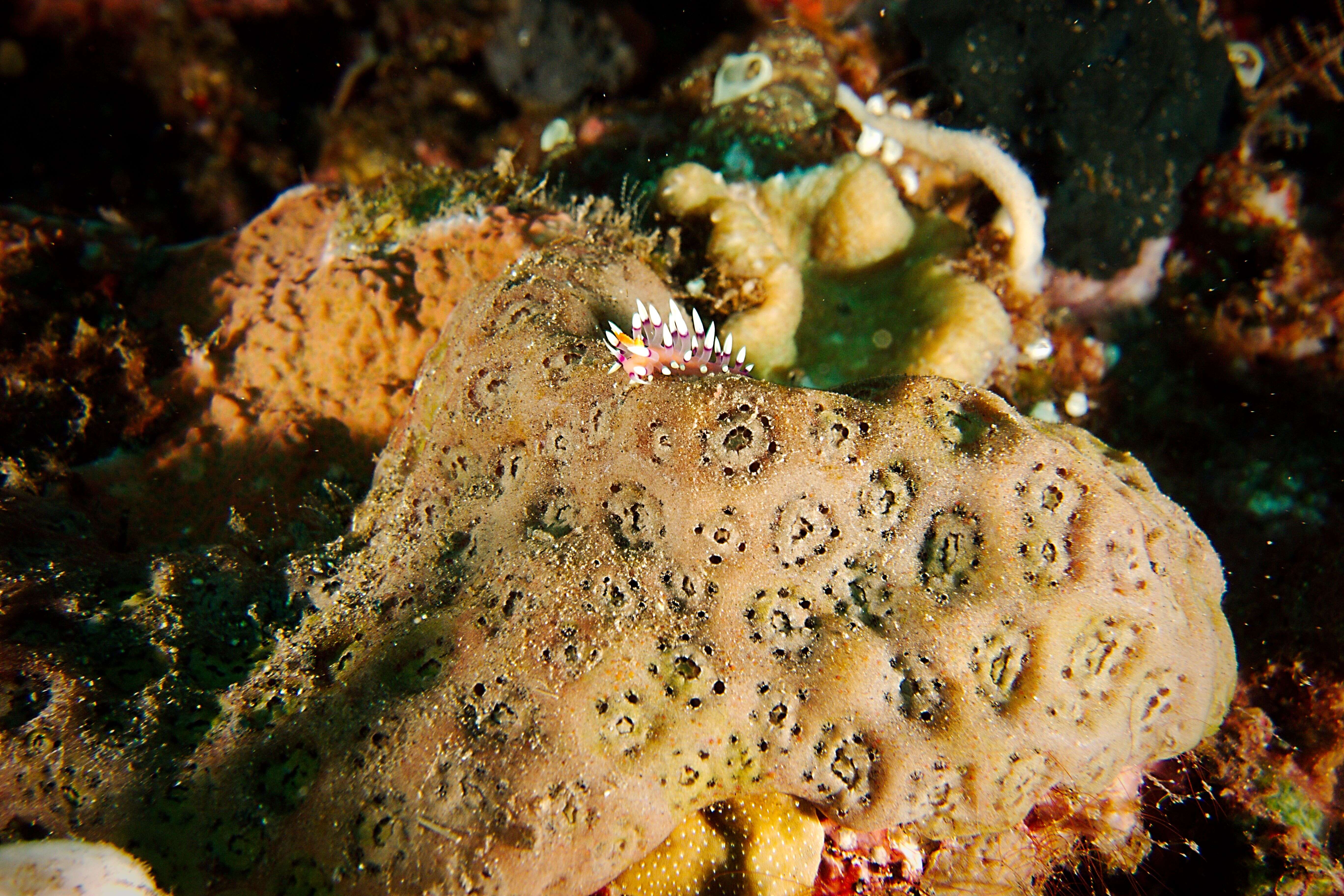 Image of Whitetip purple cerrata pink slug