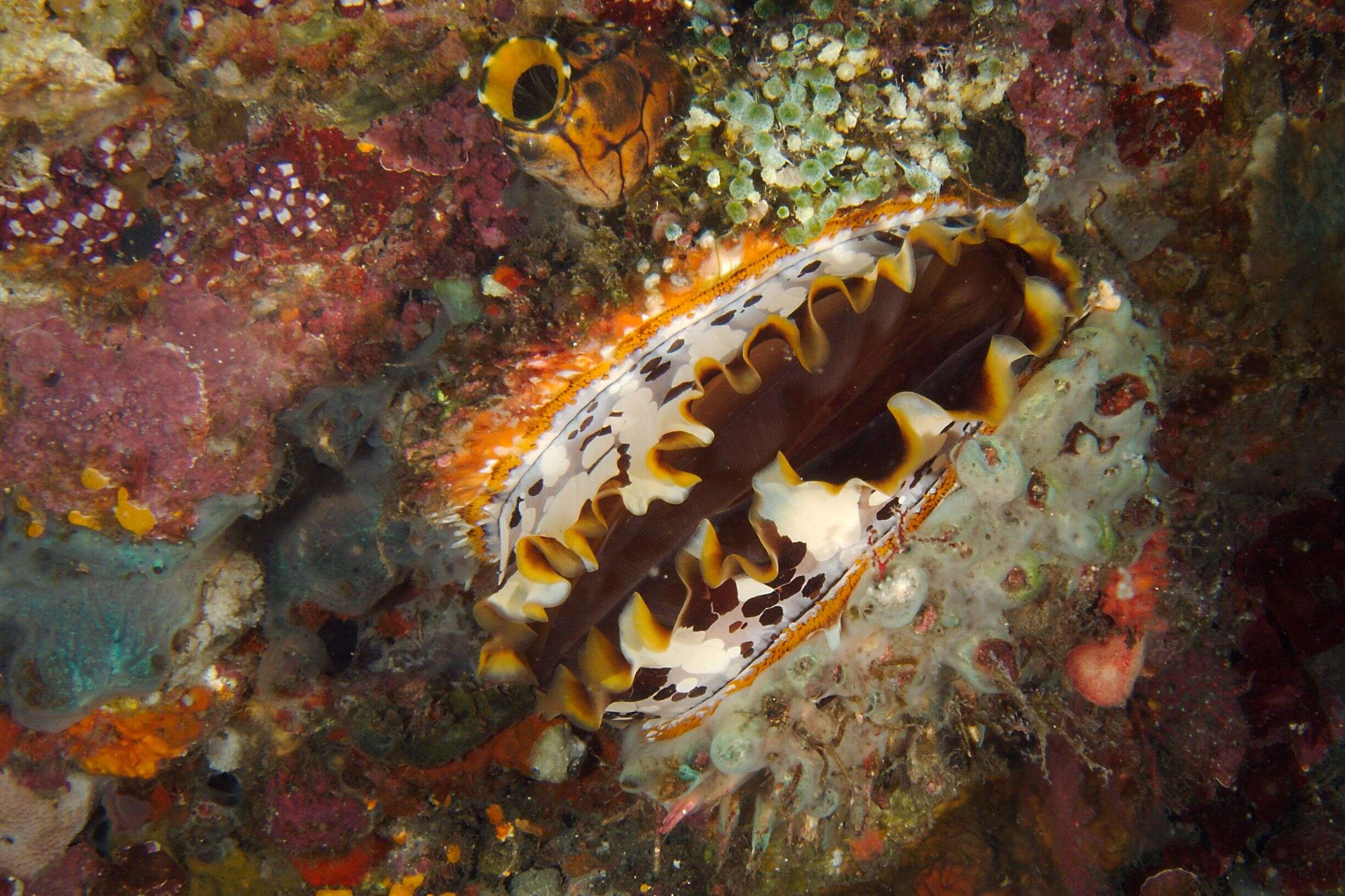 Image of Thorny oyster